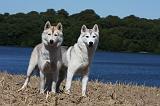 SIBERIAN HUSKY 528